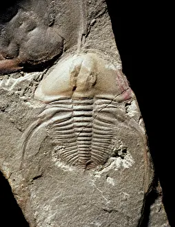 Carapace: Biceratops, trilobite
