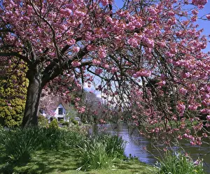 Bickleigh: Bickleigh Cottage on the River Exe, Devon