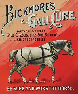Prevention: Bickmore's gall cure for horses