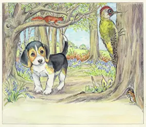 Biddy: Biddy Finds a Hare