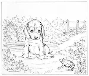 Looked: Biddy Finds a Hare