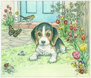 Pansies: Biddy Finds a Hare