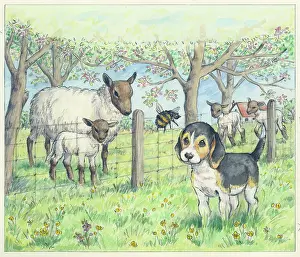 Finds: Biddy Finds a Hare