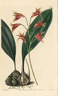 Maxillaria: Bifrenaria aureofulva orchid