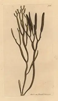 Fucus: Bifurcaria bifurcata