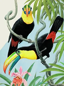 Big-beaked Birds