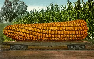 Veggie: Big Ear of Corn
