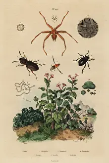 Casse: Big-eyed beetle, backswimmer, darkling beetle