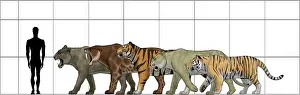 Big felines size chart