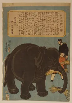 Big imported elephant