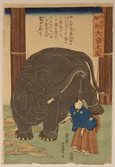 Imported: Big imported elephant from India
