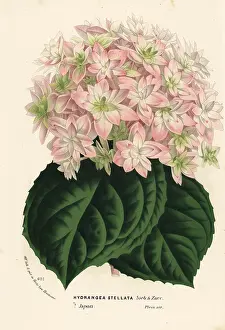 Serres: Big-leaf hydrangea, Hydrangea macrophylla