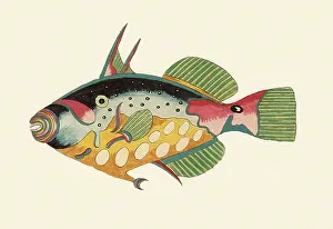 Balistes: Big-spotted Triggerfish, Balistes conspicillum