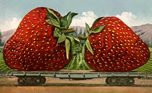 Ripe: Big Strawberries
