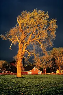 Wal003: BIG TREE FARM BARN DRAMATIC LIGHT STORMY SKY