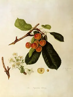 Linnaeus: Bigarreau Cherries