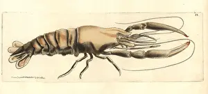 Leach: Bigclaw river shrimp, Macrobrachium carcinus