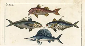 Scomber: Bigeye scad, sailfish and surmullet