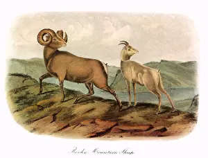 Ovis: Bighorn Sheep