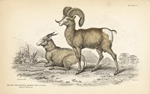 Bighorn: Bighorn sheep, Ovis canadensis