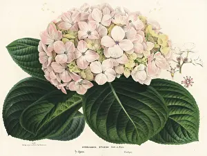 Bigleaf: Bigleaf hydrangea, Hydrangea macrophylla