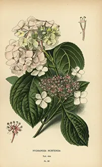 Bigleaf: Bigleaf hydrangea, Hydrangea macrophylla