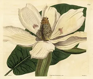 Weddell: Bigleaf magnolia, Magnolia macrophylla