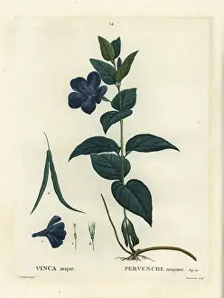 Bigleaf: Bigleaf periwinkle, large periwinkle or blue
