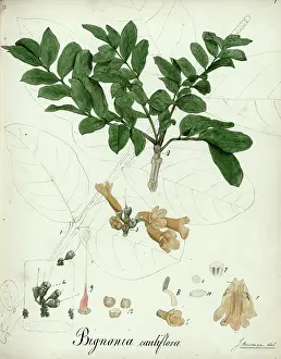 Bignonia: Bignonia cauliflora