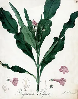 Bignonia: Bignonia telfairia
