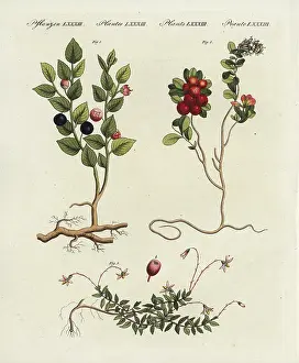 Vaccinium: Bilberry, cowberry and cranberry