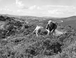 Bilberry: BILBERRY PICKERS