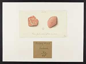 Blank: Biliary Ducts containing Tuberculous Matter