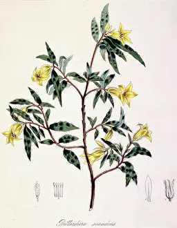 Apiales: Billardiera scandens, apple-berry
