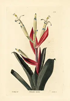 Loddiges: Billbergia amoena