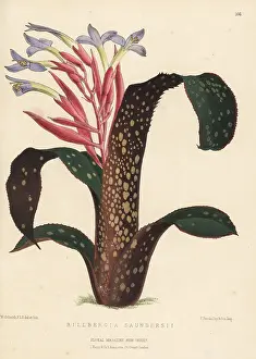Kings Road: Billbergia saundersii, bromeliad native to Brazil