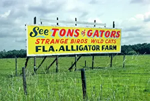 Alligators: Billboard, advertisement, Florida, alligators