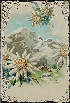 Historicism: Billet with embossed edelweiss motif