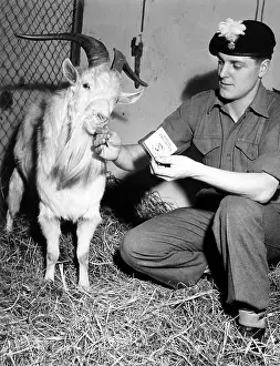 Carer: Billy goat Billy is mascot of a British battalion in G