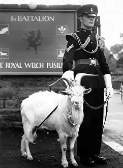 Carer: Billy goat Billy is mascot of Britsh battalion in Germ