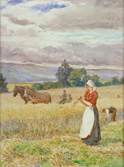 Kirkpatrick: Binding the Sheaves ' wheat field