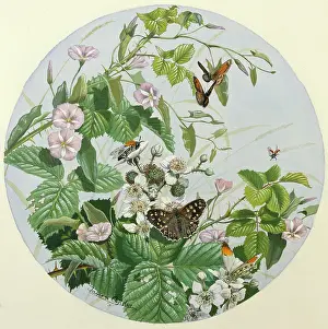 Bramble: Bindweed, Bramble and Butterflies