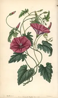 Convolvulus: Bindweed, Convolvulus althaeoides