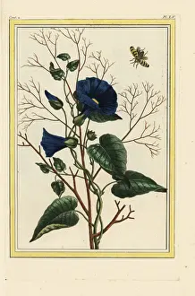 Convolvulus: Bindweed or morning glory, Convolvulus species