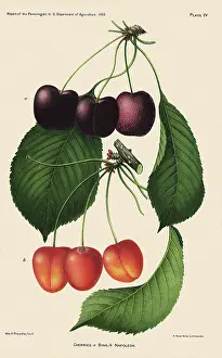 Reddish: Bing and Napoleon