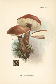 Mycology: Birch bolete, Leccinum scabrum