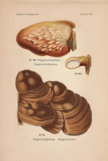 Polyporus: Birch bracket mushroom, Polyporus betulinus