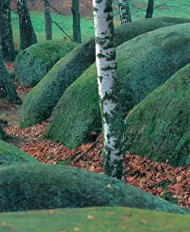 Nemec: Birch between stones