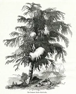 Betula: Birch tree (Betula alba)