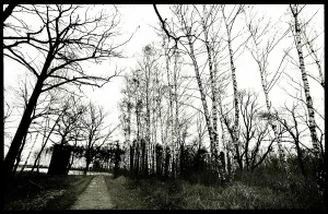 Morbid: Birch trees surrounding Auschwitz-Birkenau